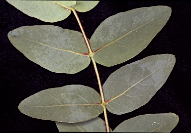 APII jpeg image of Corymbia zygophylla  © contact APII