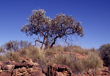 APII jpeg image of Eucalyptus zygophylla  © contact APII