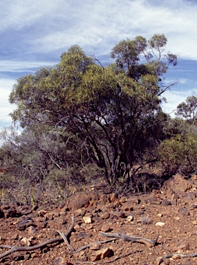 APII jpeg image of Eucalyptus zygophylla  © contact APII