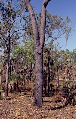 APII jpeg image of Corymbia zygophylla  © contact APII