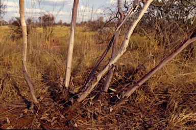 APII jpeg image of Eucalyptus zygophylla  © contact APII