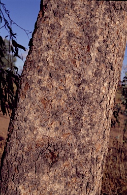 APII jpeg image of Corymbia zygophylla  © contact APII