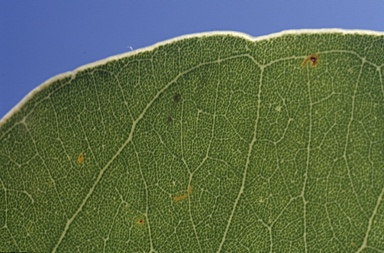 APII jpeg image of Eucalyptus zygophylla  © contact APII