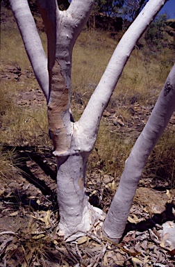 APII jpeg image of Eucalyptus zygophylla  © contact APII