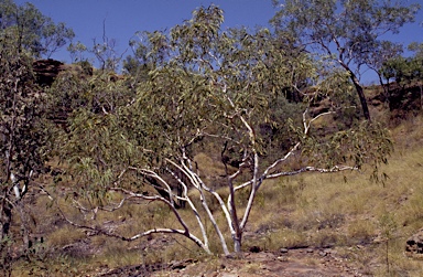 APII jpeg image of Eucalyptus zygophylla  © contact APII