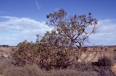 APII jpeg image of Eucalyptus zygophylla  © contact APII