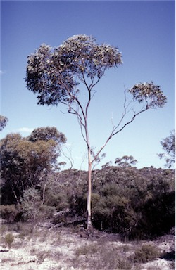 APII jpeg image of Eucalyptus kessellii  © contact APII