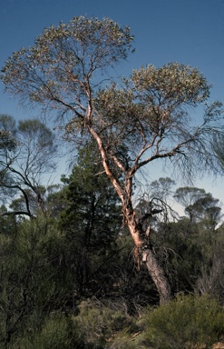 APII jpeg image of Eucalyptus oldfieldii  © contact APII