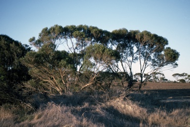 APII jpeg image of Eucalyptus merrickiae  © contact APII