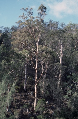 APII jpeg image of Eucalyptus punctata  © contact APII