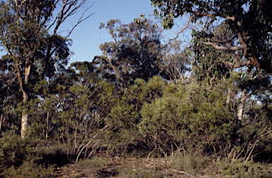 APII jpeg image of Eucalyptus pachyloma  © contact APII