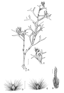 APII jpeg image of Petrophile pauciflora  © contact APII