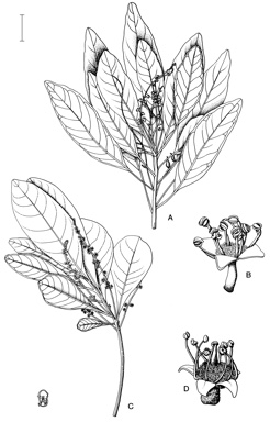 APII jpeg image of Terminalia erythrocarpa,<br/>Terminalia sericocarpa  © contact APII