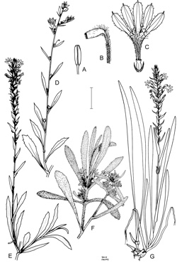 APII jpeg image of Scaevola virgata,<br/>Scaevola canescens,<br/>Scaevola anchusifolia,<br/>Scaevola lanceolata  © contact APII