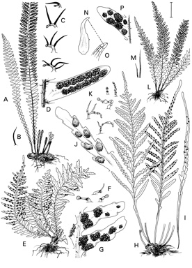 APII jpeg image of Ctenopteris walleri,<br/>Ctenopteris blechnoides,<br/>Ctenopteris gordonii,<br/>Ctenopteris heterophylla  © contact APII