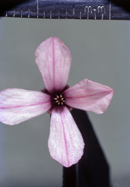 APII jpeg image of Tetratheca ericifolia  © contact APII