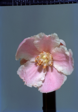 APII jpeg image of Hibbertia complanata  © contact APII