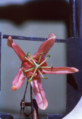 APII jpeg image of Passiflora aurantia  © contact APII