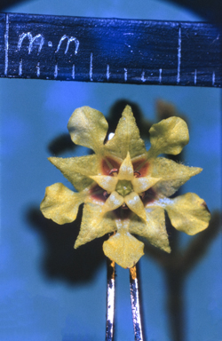 APII jpeg image of Androcalva loxophylla  © contact APII