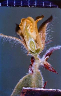 APII jpeg image of Jacksonia dilatata  © contact APII