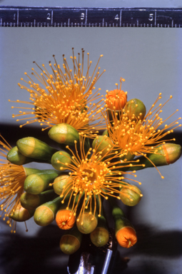 APII jpeg image of Eucalyptus phoenicea  © contact APII