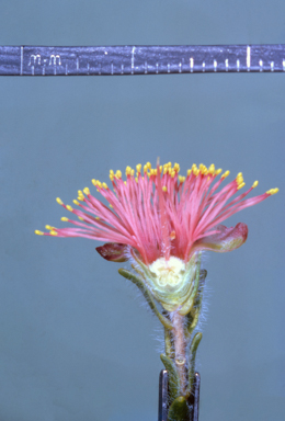 APII jpeg image of Eremaea pauciflora  © contact APII