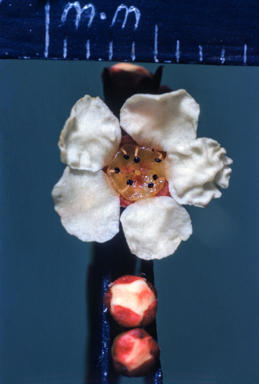 APII jpeg image of Harmogia densifolia  © contact APII