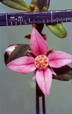 APII jpeg image of Harpullia frutescens  © contact APII