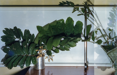 APII jpeg image of Diploglottis  © contact APII