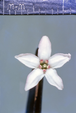 APII jpeg image of Philotheca spicata  © contact APII