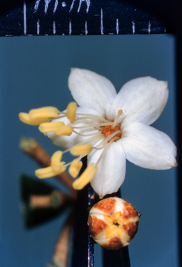 APII jpeg image of Phebalium woombye  © contact APII