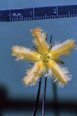 APII jpeg image of Planchonia careya  © contact APII