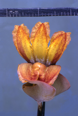 APII jpeg image of Stylidium lineare  © contact APII