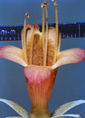 APII jpeg image of Lindernia  © contact APII