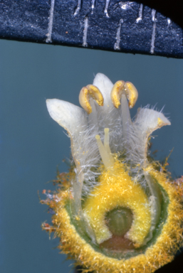 APII jpeg image of Coleus scutellarioides  © contact APII