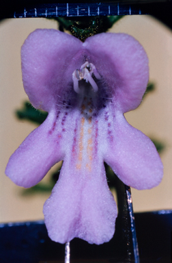 APII jpeg image of Prostanthera cryptandroides subsp. euphrasioides  © contact APII