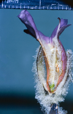 APII jpeg image of Pityrodia  © contact APII