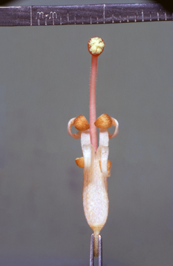 APII jpeg image of Grevillea 'Poorindah queen'  © contact APII