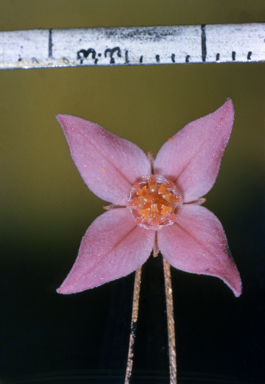 APII jpeg image of Boronia rosmarinifolia  © contact APII