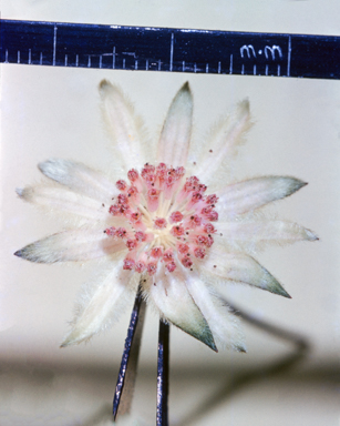 APII jpeg image of Actinotus  © contact APII