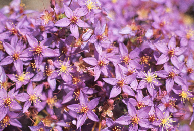 APII jpeg image of Calytrix  © contact APII