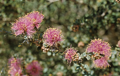 APII jpeg image of Melaleuca cordata  © contact APII