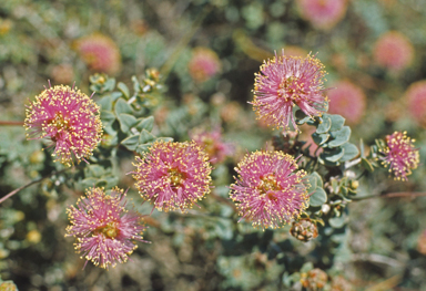 APII jpeg image of Melaleuca cordata  © contact APII