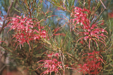 APII jpeg image of Grevillea pinaster  © contact APII