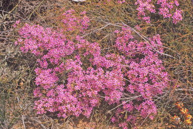 APII jpeg image of Calytrix brevifolia  © contact APII