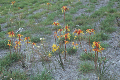 APII jpeg image of Anigozanthos preissii  © contact APII