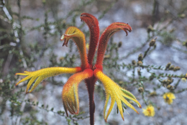 APII jpeg image of Anigozanthos preissii  © contact APII