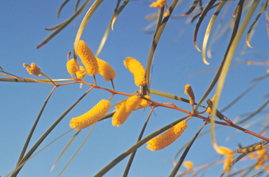 APII jpeg image of Acacia lasiocalyx  © contact APII