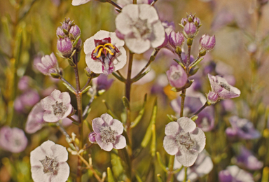 APII jpeg image of Cyanostegia angustifolia  © contact APII