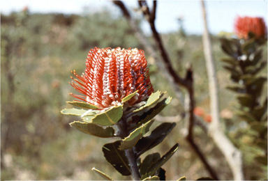 APII jpeg image of Banksia coccinea  © contact APII